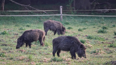 <i class='fa fa-user'></i>&nbsp;nelappelmelk&nbsp;|  Wild Zwijn&nbsp; <i class='fa fa-eye'>&nbsp;96</i> &nbsp; <i class='fa fa-comment-o'>&nbsp;8</i>