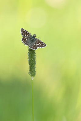 <i class='fa fa-user'></i>&nbsp;Reinier van den Born&nbsp;|  Aardbeivlinder&nbsp; <i class='fa fa-eye'>&nbsp;81</i> &nbsp;<i class='fa fa-thumbs-up'>&nbsp;10</i> &nbsp; <i class='fa fa-comment-o'>&nbsp;9</i>