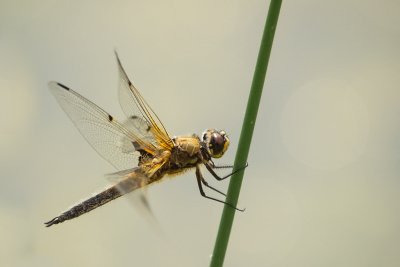 <i class='fa fa-user'></i>&nbsp;Truus Aletta Maan&nbsp;|  Viervlek&nbsp; <i class='fa fa-eye'>&nbsp;52</i> &nbsp;<i class='fa fa-thumbs-up'>&nbsp;2</i> &nbsp; <i class='fa fa-comment-o'>&nbsp;6</i>