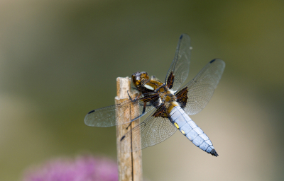 <i class='fa fa-user'></i>&nbsp;Ties Niehof&nbsp;|  Platbuik&nbsp; <i class='fa fa-eye'>&nbsp;60</i> &nbsp;<i class='fa fa-thumbs-up'>&nbsp;2</i> &nbsp; <i class='fa fa-comment-o'>&nbsp;4</i>