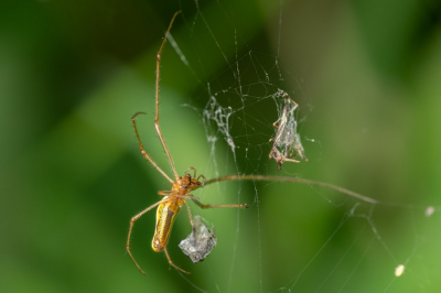 <i class='fa fa-user'></i>&nbsp;harrie69&nbsp;|  Gewone Strekspin&nbsp; <i class='fa fa-eye'>&nbsp;41</i> &nbsp; <i class='fa fa-comment-o'>&nbsp;0</i>