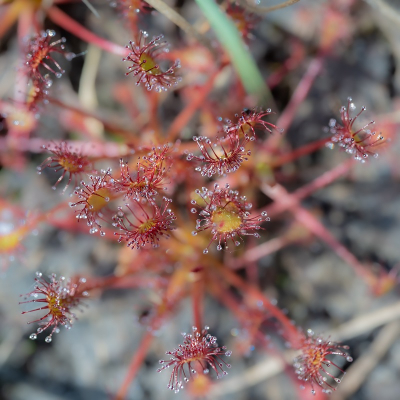 <i class='fa fa-user'></i>&nbsp;harrie69&nbsp;|  Kleine Zonnedauw&nbsp; <i class='fa fa-eye'>&nbsp;43</i> &nbsp; <i class='fa fa-comment-o'>&nbsp;0</i>