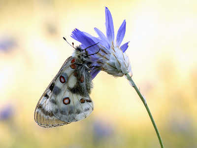 <i class='fa fa-user'></i>&nbsp;Mignon-Creative&nbsp;|  Apollovlinder&nbsp; <i class='fa fa-eye'>&nbsp;75</i> &nbsp;<i class='fa fa-thumbs-up'>&nbsp;11</i> &nbsp; <i class='fa fa-comment-o'>&nbsp;9</i>