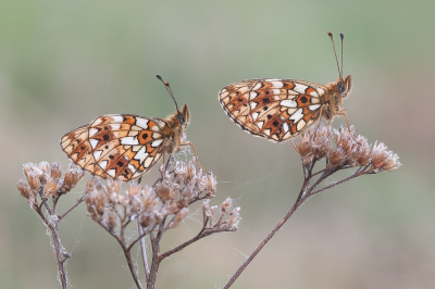 <i class='fa fa-user'></i>&nbsp;Johan van Gurp&nbsp;|  Zilveren Maan&nbsp; <i class='fa fa-eye'>&nbsp;91</i> &nbsp;<i class='fa fa-thumbs-up'>&nbsp;15</i> &nbsp; <i class='fa fa-comment-o'>&nbsp;8</i>