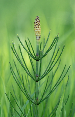 <i class='fa fa-user'></i>&nbsp;Tim Oord&nbsp;|  Lidrus&nbsp; <i class='fa fa-eye'>&nbsp;52</i> &nbsp; <i class='fa fa-comment-o'>&nbsp;1</i>