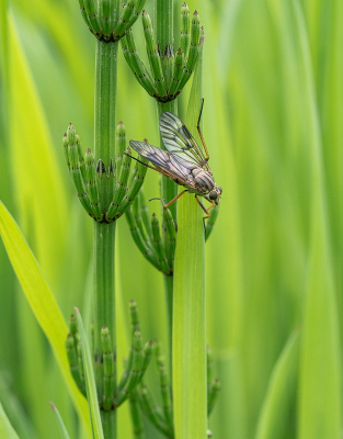 <i class='fa fa-user'></i>&nbsp;Tim Oord&nbsp;|  Gewone Snipvlieg&nbsp; <i class='fa fa-eye'>&nbsp;51</i> &nbsp; <i class='fa fa-comment-o'>&nbsp;2</i>