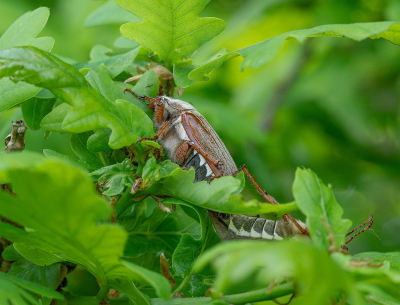 <i class='fa fa-user'></i>&nbsp;Tim Oord&nbsp;|  Gewone Meikever&nbsp; <i class='fa fa-eye'>&nbsp;68</i> &nbsp; <i class='fa fa-comment-o'>&nbsp;1</i>