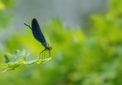 <i class='fa fa-user'></i>&nbsp;Jurgen Maassen&nbsp;|  Bosbeekjuffer&nbsp; <i class='fa fa-eye'>&nbsp;74</i> &nbsp;<i class='fa fa-thumbs-up'>&nbsp;9</i> &nbsp; <i class='fa fa-comment-o'>&nbsp;6</i>