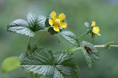 <i class='fa fa-user'></i>&nbsp;Paul Vandebroek&nbsp;|  Schijnaardbei&nbsp; <i class='fa fa-eye'>&nbsp;49</i> &nbsp;<i class='fa fa-thumbs-up'>&nbsp;6</i> &nbsp; <i class='fa fa-comment-o'>&nbsp;6</i>