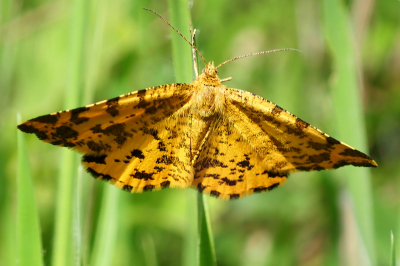 <i class='fa fa-user'></i>&nbsp;A. Soeting&nbsp;|  Boterbloempje&nbsp; <i class='fa fa-eye'>&nbsp;54</i> &nbsp; <i class='fa fa-comment-o'>&nbsp;2</i>