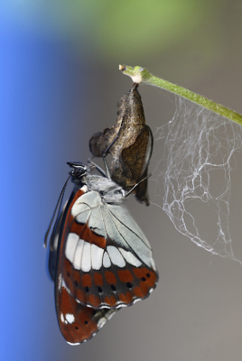 <i class='fa fa-user'></i>&nbsp;liesbeth van vliet&nbsp;|  Blauwe IJsvogelvlinder&nbsp; <i class='fa fa-eye'>&nbsp;100</i> &nbsp;<i class='fa fa-thumbs-up'>&nbsp;1</i> &nbsp; <i class='fa fa-comment-o'>&nbsp;5</i>