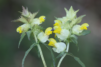 <i class='fa fa-user'></i>&nbsp;Paul Vandebroek&nbsp;|  Grote Ratelaar&nbsp; <i class='fa fa-eye'>&nbsp;71</i> &nbsp;<i class='fa fa-thumbs-up'>&nbsp;8</i> &nbsp; <i class='fa fa-comment-o'>&nbsp;4</i>