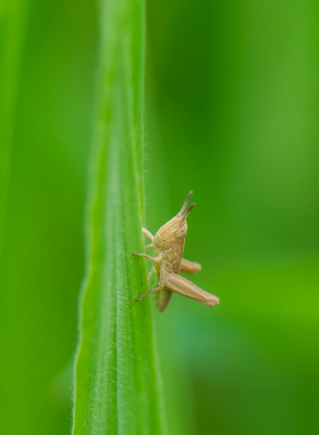 <i class='fa fa-user'></i>&nbsp;pietwil&nbsp;|  Grote Bandsprinkhaan&nbsp; <i class='fa fa-eye'>&nbsp;67</i> &nbsp;<i class='fa fa-thumbs-up'>&nbsp;2</i> &nbsp; <i class='fa fa-comment-o'>&nbsp;3</i>