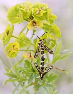 <i class='fa fa-user'></i>&nbsp;Nel R&nbsp;|  Wolfsmelkwespvlinder&nbsp; <i class='fa fa-eye'>&nbsp;81</i> &nbsp;<i class='fa fa-thumbs-up'>&nbsp;9</i> &nbsp; <i class='fa fa-comment-o'>&nbsp;4</i>