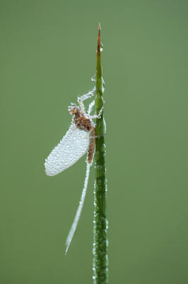 <i class='fa fa-user'></i>&nbsp;Reinier van den Born&nbsp;|  Gewone Tweevleugel&nbsp; <i class='fa fa-eye'>&nbsp;63</i> &nbsp; <i class='fa fa-comment-o'>&nbsp;2</i>