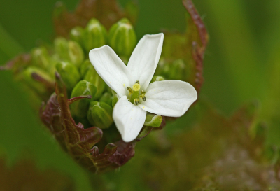 <i class='fa fa-user'></i>&nbsp;Cor&nbsp;|  Look-zonder-look&nbsp; <i class='fa fa-eye'>&nbsp;55</i> &nbsp;<i class='fa fa-thumbs-up'>&nbsp;3</i> &nbsp; <i class='fa fa-comment-o'>&nbsp;6</i>