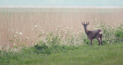 Tijdens mijn vakantie hebben we verschillende rondes gemaakt in het NP Lauwersmeer, waaronder een ochtend naar Ezumakeeg. Bijna altijd lopen daar wel wat reen, zo ook deze ochtend. Overigens viel het ons op dat er erg veel reebokjes rondlopen, ook bij het Fochtelorveen.