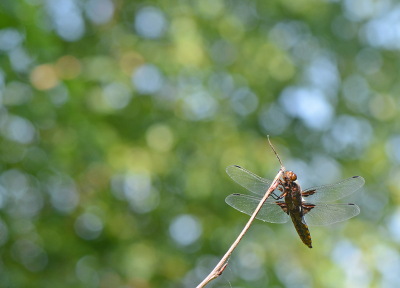 <i class='fa fa-user'></i>&nbsp;koekieman&nbsp;|  Platbuik&nbsp; <i class='fa fa-eye'>&nbsp;63</i> &nbsp; <i class='fa fa-comment-o'>&nbsp;4</i>