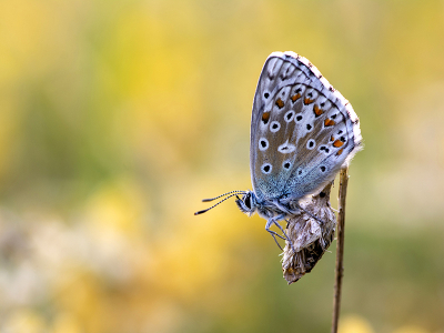 <i class='fa fa-user'></i>&nbsp;Mignon-Creative&nbsp;|  Adonisblauwtje&nbsp; <i class='fa fa-eye'>&nbsp;68</i> &nbsp;<i class='fa fa-thumbs-up'>&nbsp;7</i> &nbsp; <i class='fa fa-comment-o'>&nbsp;5</i>