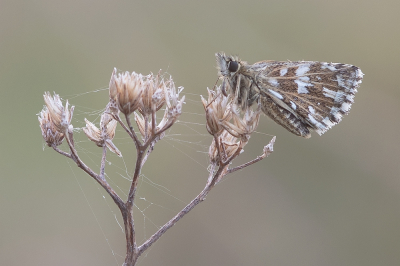 <i class='fa fa-user'></i>&nbsp;Johan van Gurp&nbsp;|  Aardbeivlinder&nbsp; <i class='fa fa-eye'>&nbsp;73</i> &nbsp;<i class='fa fa-thumbs-up'>&nbsp;8</i> &nbsp; <i class='fa fa-comment-o'>&nbsp;7</i>