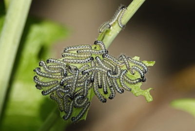 <i class='fa fa-user'></i>&nbsp;nelappelmelk&nbsp;|  Groot Koolwitje&nbsp; <i class='fa fa-eye'>&nbsp;107</i> &nbsp;<i class='fa fa-thumbs-up'>&nbsp;6</i> &nbsp; <i class='fa fa-comment-o'>&nbsp;6</i>