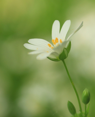 <i class='fa fa-user'></i>&nbsp;Tineke Strijbosch&nbsp;|  Grote Muur&nbsp; <i class='fa fa-eye'>&nbsp;46</i> &nbsp;<i class='fa fa-thumbs-up'>&nbsp;1</i> &nbsp; <i class='fa fa-comment-o'>&nbsp;3</i>