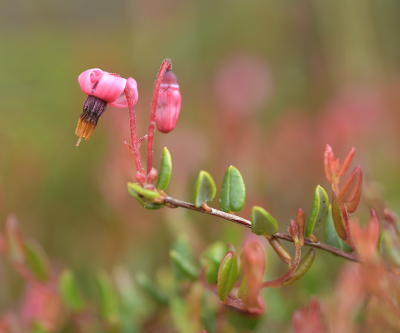 <i class='fa fa-user'></i>&nbsp;Hendrik van Kampen&nbsp;|  Kleine Veenbes&nbsp; <i class='fa fa-eye'>&nbsp;85</i> &nbsp;<i class='fa fa-thumbs-up'>&nbsp;4</i> &nbsp; <i class='fa fa-comment-o'>&nbsp;5</i>