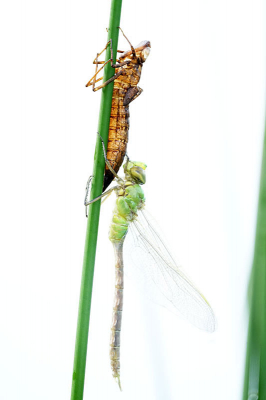 <i class='fa fa-user'></i>&nbsp;David Ruijs&nbsp;|  Grote Keizerlibel&nbsp; <i class='fa fa-eye'>&nbsp;77</i> &nbsp;<i class='fa fa-thumbs-up'>&nbsp;2</i> &nbsp; <i class='fa fa-comment-o'>&nbsp;2</i>