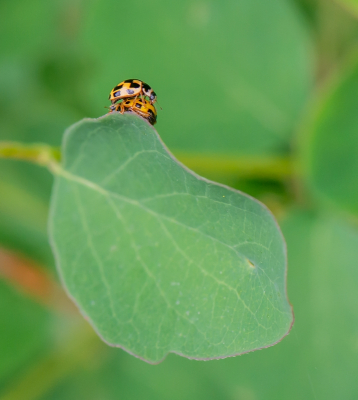 <i class='fa fa-user'></i>&nbsp;pietwil&nbsp;|  Schaakbordlieveheersbeestje&nbsp; <i class='fa fa-eye'>&nbsp;65</i> &nbsp; <i class='fa fa-comment-o'>&nbsp;2</i>