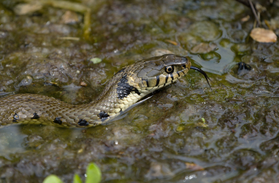 <i class='fa fa-user'></i>&nbsp;Ties Niehof&nbsp;|  Ringslang&nbsp; <i class='fa fa-eye'>&nbsp;117</i> &nbsp;<i class='fa fa-thumbs-up'>&nbsp;6</i> &nbsp; <i class='fa fa-comment-o'>&nbsp;6</i>