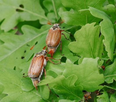 <i class='fa fa-user'></i>&nbsp;Tim Oord&nbsp;|  Gewone Meikever&nbsp; <i class='fa fa-eye'>&nbsp;52</i> &nbsp; <i class='fa fa-comment-o'>&nbsp;4</i>