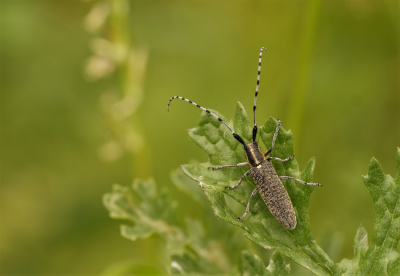 <i class='fa fa-user'></i>&nbsp;Jelle Bakker&nbsp;|  Gewone Distelboktor&nbsp; <i class='fa fa-eye'>&nbsp;46</i> &nbsp;<i class='fa fa-thumbs-up'>&nbsp;2</i> &nbsp; <i class='fa fa-comment-o'>&nbsp;3</i>