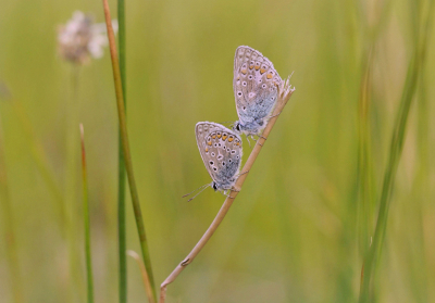 <i class='fa fa-user'></i>&nbsp;Nel R&nbsp;|  Icarusblauwtje&nbsp; <i class='fa fa-eye'>&nbsp;58</i> &nbsp;<i class='fa fa-thumbs-up'>&nbsp;3</i> &nbsp; <i class='fa fa-comment-o'>&nbsp;3</i>