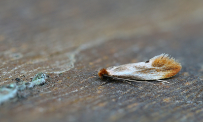 <i class='fa fa-user'></i>&nbsp;Robert Rodenburg&nbsp;|  Auroramot&nbsp; <i class='fa fa-eye'>&nbsp;63</i> &nbsp;<i class='fa fa-thumbs-up'>&nbsp;2</i> &nbsp; <i class='fa fa-comment-o'>&nbsp;4</i>