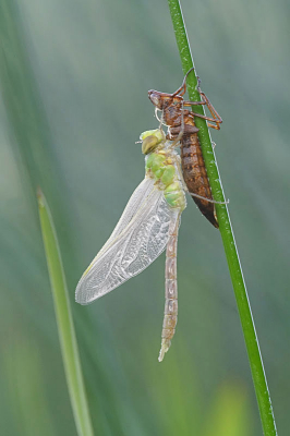 Nature picture: 1. Anax imperator / Grote Keizerlibel / Emperor Dragonfly