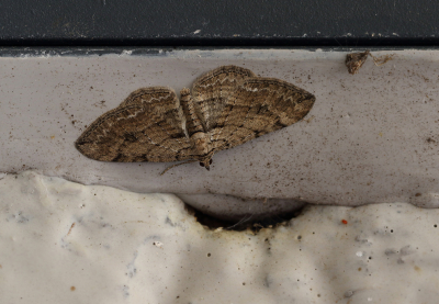 <i class='fa fa-user'></i>&nbsp;Ad Sprang&nbsp;|  Tweelingbosrankspanner?&nbsp; <i class='fa fa-eye'>&nbsp;74</i> &nbsp;<i class='fa fa-thumbs-up'>&nbsp;1</i> &nbsp; <i class='fa fa-comment-o'>&nbsp;7</i>