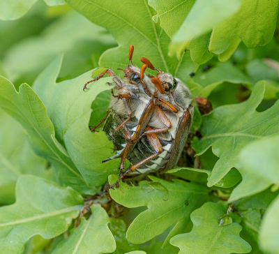 <i class='fa fa-user'></i>&nbsp;Tim Oord&nbsp;|  Gewone Meikever&nbsp; <i class='fa fa-eye'>&nbsp;77</i> &nbsp;<i class='fa fa-thumbs-up'>&nbsp;3</i> &nbsp; <i class='fa fa-comment-o'>&nbsp;3</i>