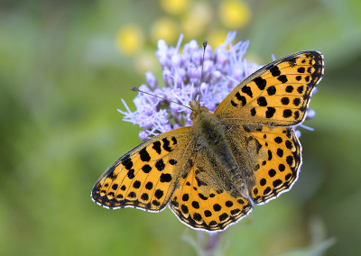 <i class='fa fa-user'></i>&nbsp;Mignon-Creative&nbsp;|  Kleine Parelmoervlinder&nbsp; <i class='fa fa-eye'>&nbsp;74</i> &nbsp;<i class='fa fa-thumbs-up'>&nbsp;7</i> &nbsp; <i class='fa fa-comment-o'>&nbsp;4</i>