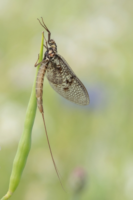 <i class='fa fa-user'></i>&nbsp;Johan van Gurp&nbsp;|  Driehoekeendagsvlieg&nbsp; <i class='fa fa-eye'>&nbsp;85</i> &nbsp;<i class='fa fa-thumbs-up'>&nbsp;9</i> &nbsp; <i class='fa fa-comment-o'>&nbsp;2</i>