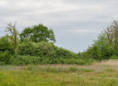 <i class='fa fa-user'></i>&nbsp;Tim Oord&nbsp;|  Wijnjeterper Schar&nbsp; <i class='fa fa-eye'>&nbsp;63</i> &nbsp; <i class='fa fa-comment-o'>&nbsp;2</i>