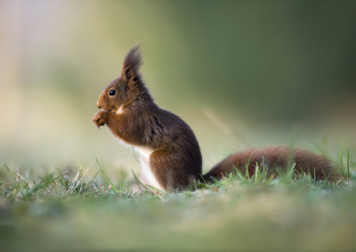 <i class='fa fa-user'></i>&nbsp;Bert Ooms&nbsp;|  Eekhoorn&nbsp; <i class='fa fa-eye'>&nbsp;100</i> &nbsp;<i class='fa fa-thumbs-up'>&nbsp;7</i> &nbsp; <i class='fa fa-comment-o'>&nbsp;5</i>