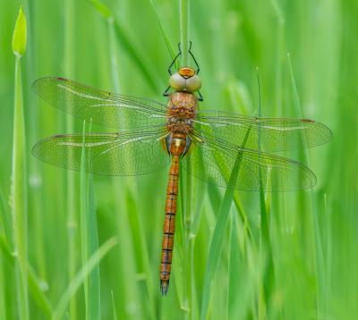 <i class='fa fa-user'></i>&nbsp;pietwil&nbsp;|  Vroege Glazenmaker&nbsp; <i class='fa fa-eye'>&nbsp;72</i> &nbsp;<i class='fa fa-thumbs-up'>&nbsp;4</i> &nbsp; <i class='fa fa-comment-o'>&nbsp;4</i>