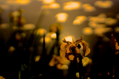 <i class='fa fa-user'></i>&nbsp;hesterb&nbsp;|  Gele Lis&nbsp; <i class='fa fa-eye'>&nbsp;60</i> &nbsp; <i class='fa fa-comment-o'>&nbsp;6</i>