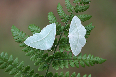 <i class='fa fa-user'></i>&nbsp;Paul Vandebroek&nbsp;|  Appeltak&nbsp; <i class='fa fa-eye'>&nbsp;114</i> &nbsp;<i class='fa fa-thumbs-up'>&nbsp;14</i> &nbsp; <i class='fa fa-comment-o'>&nbsp;11</i>