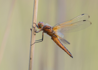 <i class='fa fa-user'></i>&nbsp;Marie-Jos� Boon&nbsp;|  Bruine Korenbout&nbsp; <i class='fa fa-eye'>&nbsp;68</i> &nbsp;<i class='fa fa-thumbs-up'>&nbsp;4</i> &nbsp; <i class='fa fa-comment-o'>&nbsp;3</i>
