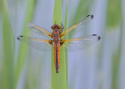 <i class='fa fa-user'></i>&nbsp;Marie-Jos� Boon&nbsp;|  Bruine Korenbout&nbsp; <i class='fa fa-eye'>&nbsp;67</i> &nbsp;<i class='fa fa-thumbs-up'>&nbsp;2</i> &nbsp; <i class='fa fa-comment-o'>&nbsp;1</i>