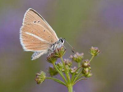 <i class='fa fa-user'></i>&nbsp;Mignon-Creative&nbsp;|  Witstreepblauwtje&nbsp; <i class='fa fa-eye'>&nbsp;75</i> &nbsp;<i class='fa fa-thumbs-up'>&nbsp;5</i> &nbsp; <i class='fa fa-comment-o'>&nbsp;4</i>