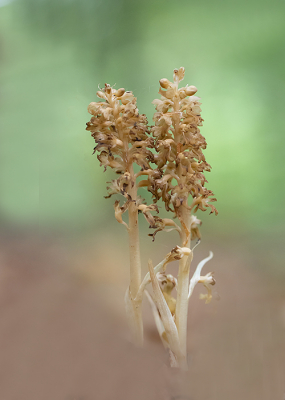 <i class='fa fa-user'></i>&nbsp;Tom&nbsp;|  Vogelnestje&nbsp; <i class='fa fa-eye'>&nbsp;77</i> &nbsp;<i class='fa fa-thumbs-up'>&nbsp;4</i> &nbsp; <i class='fa fa-comment-o'>&nbsp;3</i>