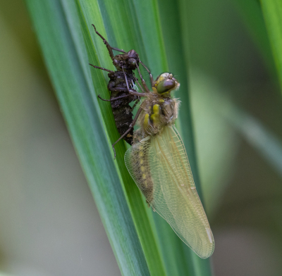 <i class='fa fa-user'></i>&nbsp;Eef Kieft&nbsp;|  Viervlek&nbsp; <i class='fa fa-eye'>&nbsp;63</i> &nbsp; <i class='fa fa-comment-o'>&nbsp;3</i>