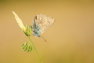 <i class='fa fa-user'></i>&nbsp;MoRe&nbsp;|  Icarusblauwtje&nbsp; <i class='fa fa-eye'>&nbsp;53</i> &nbsp; <i class='fa fa-comment-o'>&nbsp;3</i>